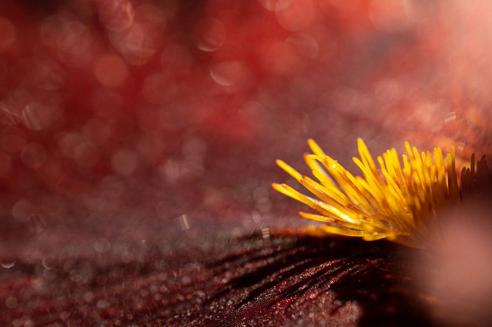 Photograph by Юлия Мирзаева