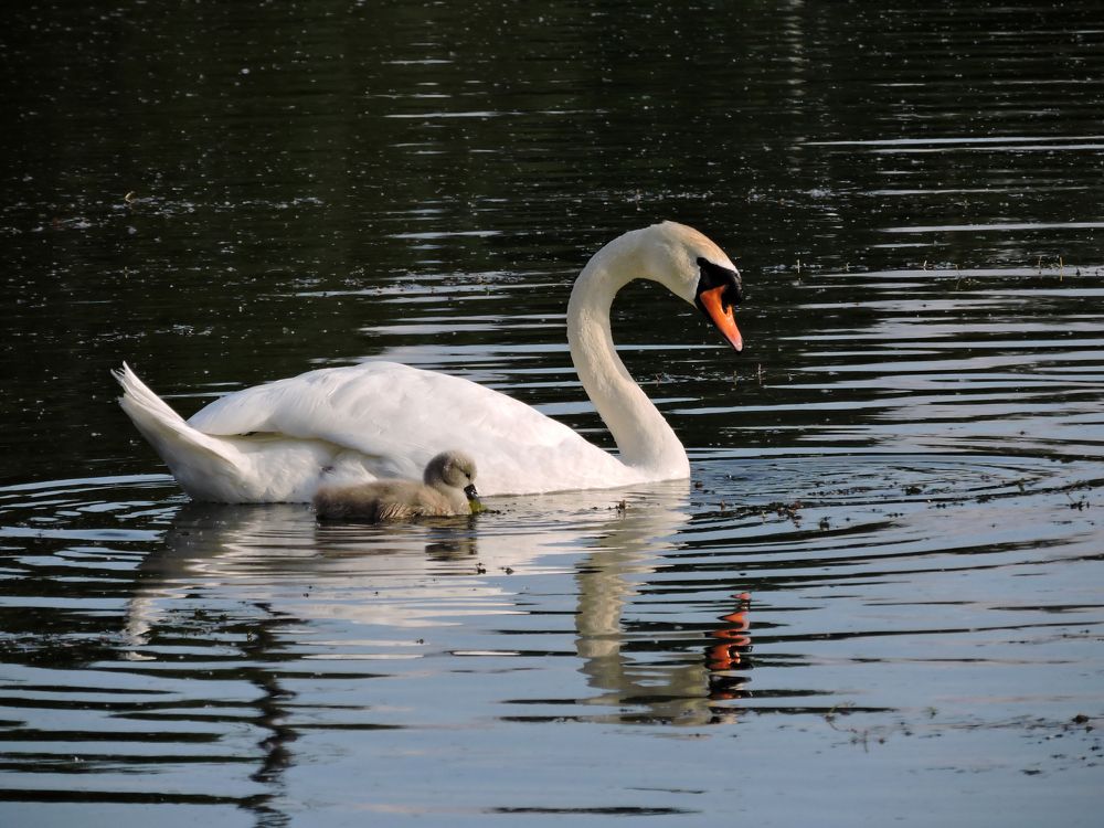 Впереди-позади / Ahead-Behind
