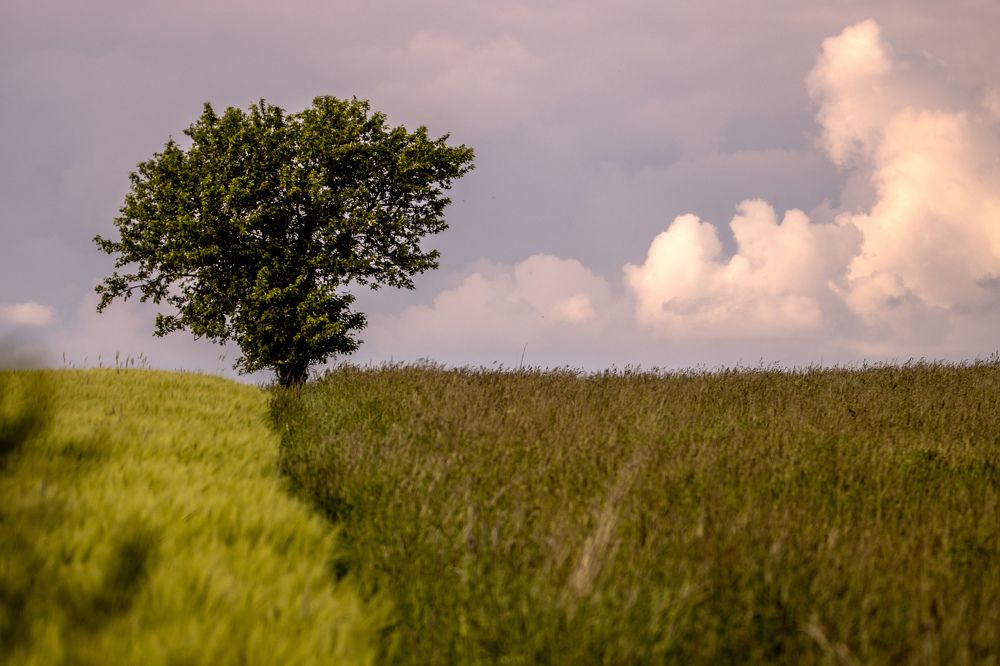 Photograph by Anna Suchcicka