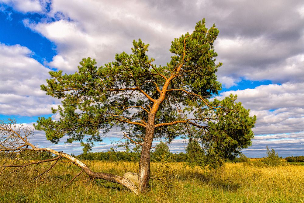 Photograph by Леонид Соболев