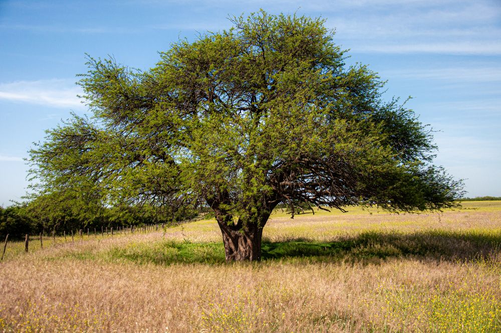 The majestic of the Caldén