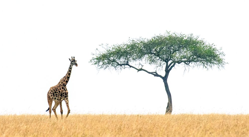 Photograph by Missary Galal