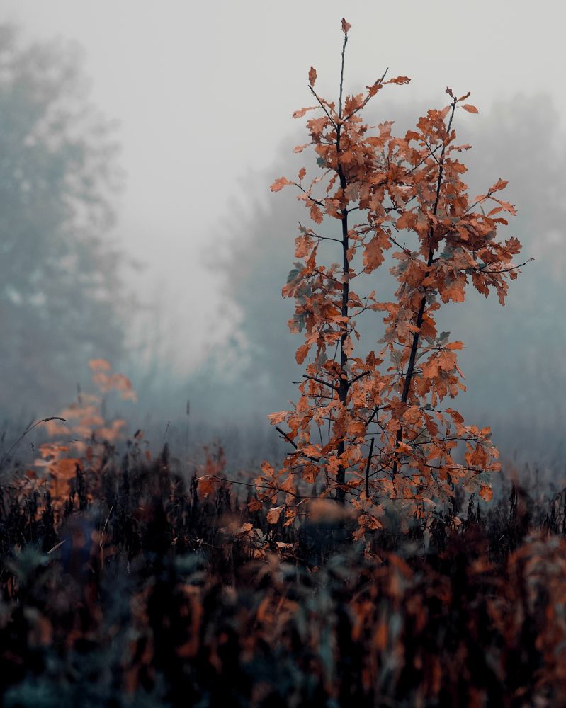 Фотография автора Глеб Колобаев