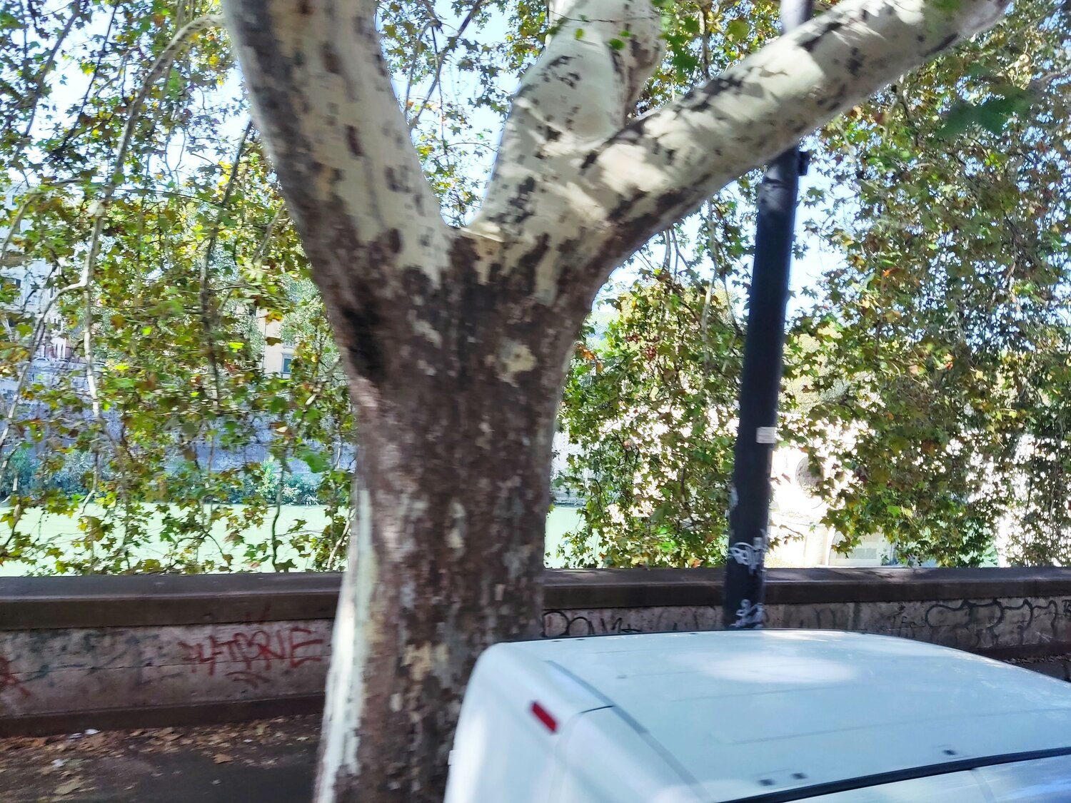 Photo #10625716