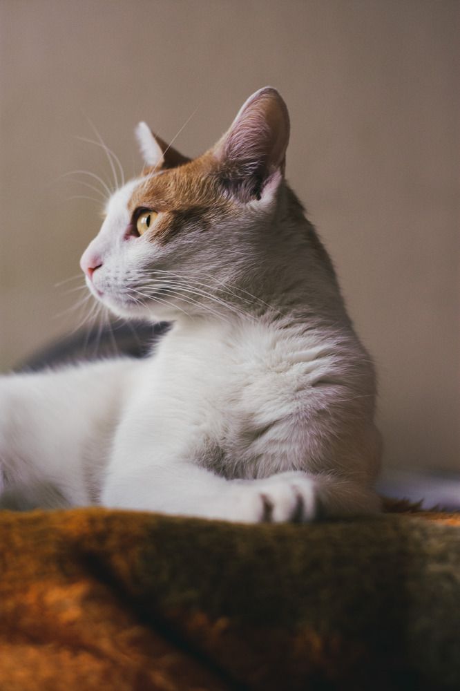 Photograph by Konstantin Lazarević