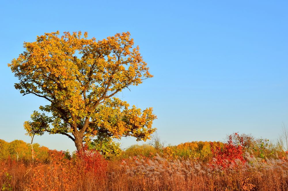 Дуб в красках осени