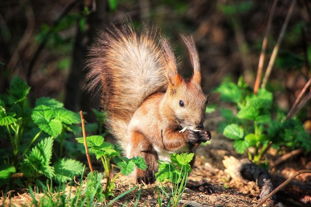 Photograph by Владимир Сушкин