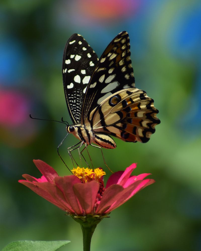 Photograph by Anas Badrunasar