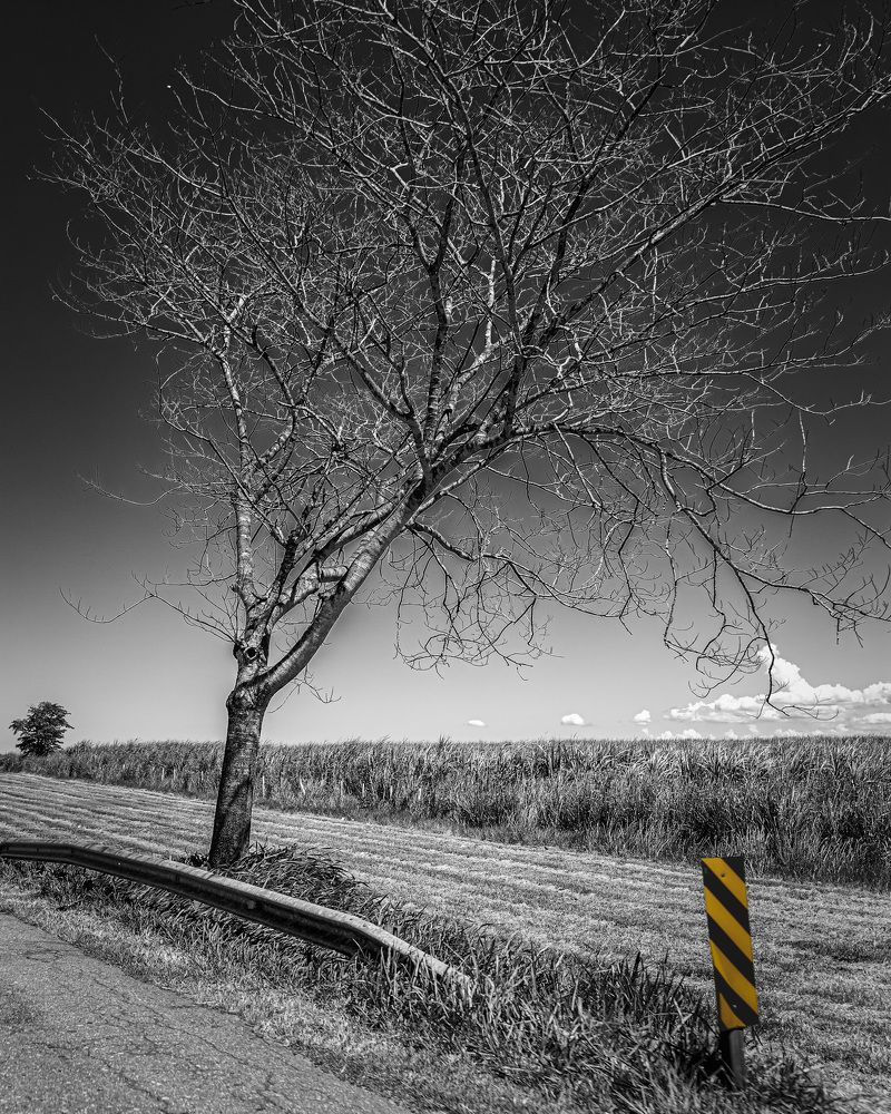 Photograph by CARLOS KIFFER