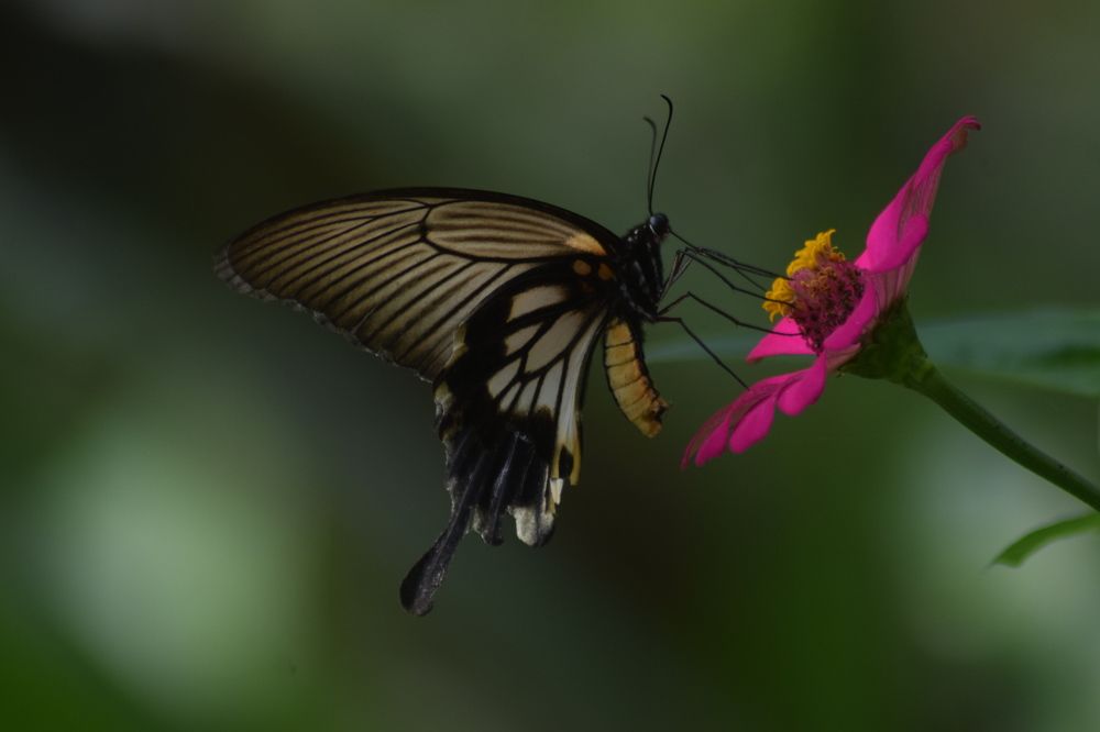 Photograph by Anas Badrunasar