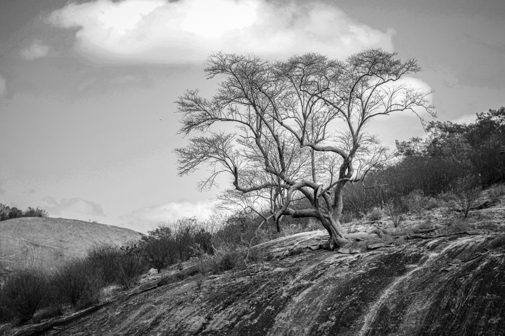 Photograph by CARLOS KIFFER