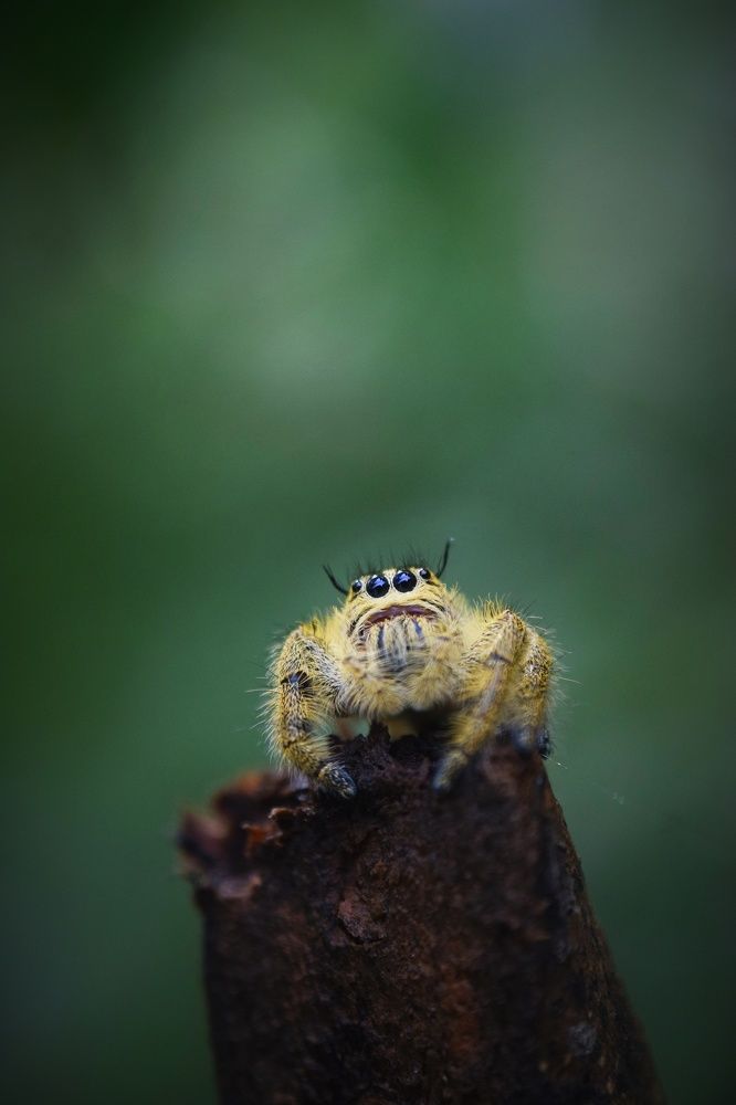 Photograph by Anas Badrunasar