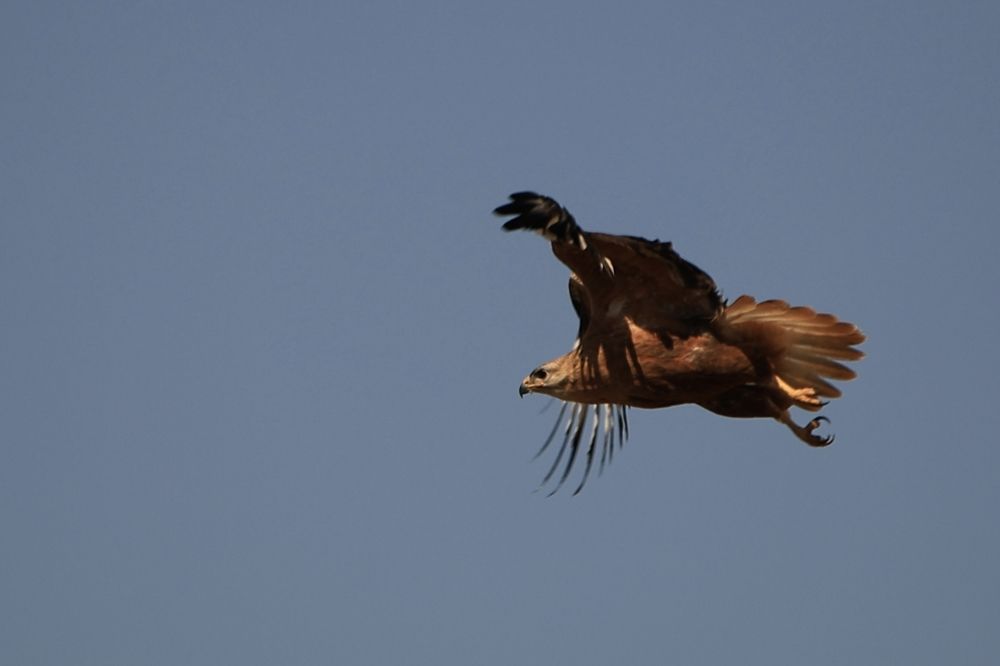 Грация и сила!