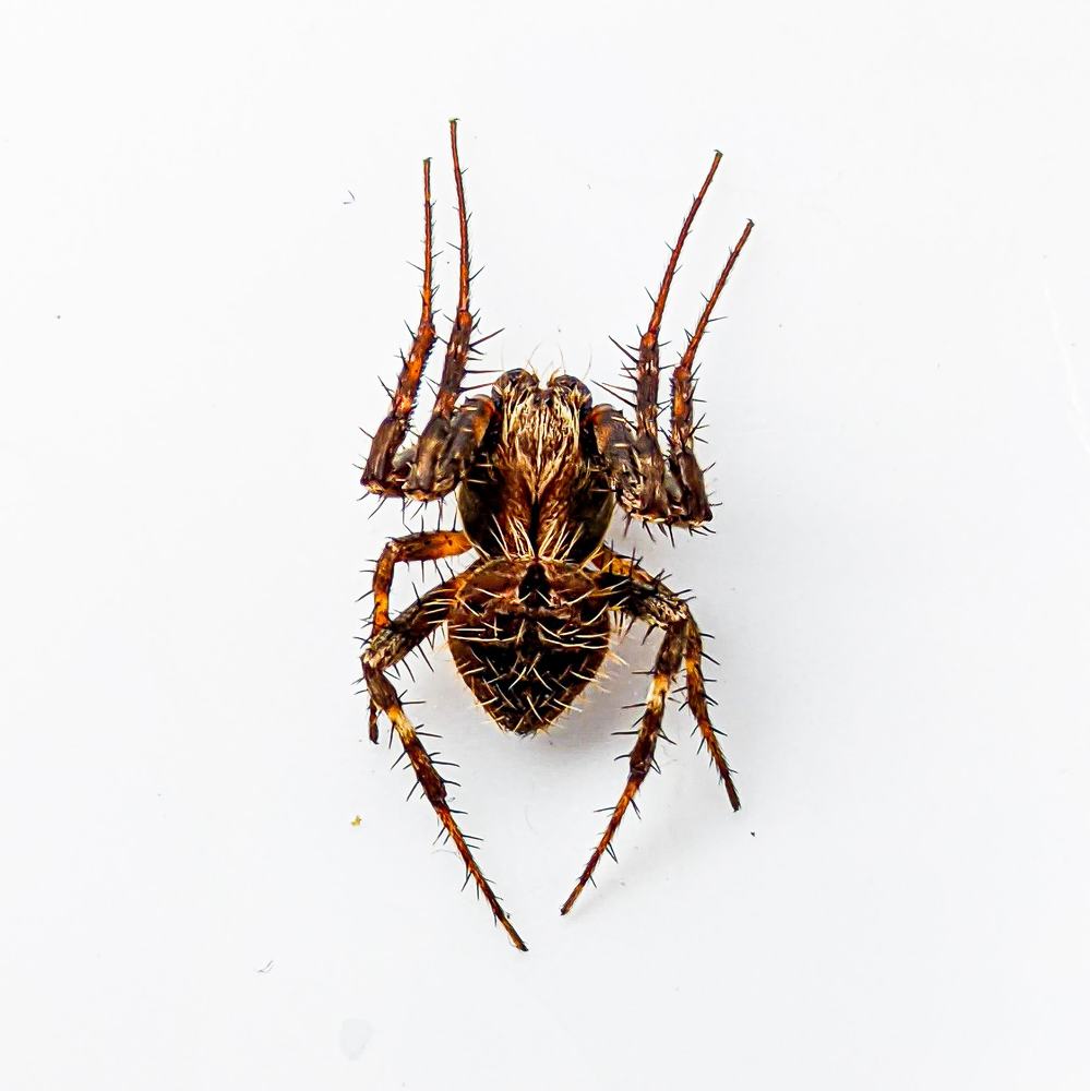 Spider