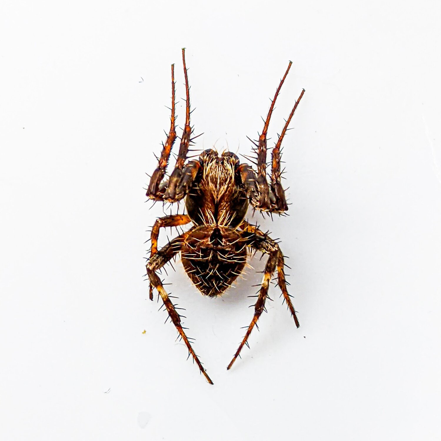 Spider