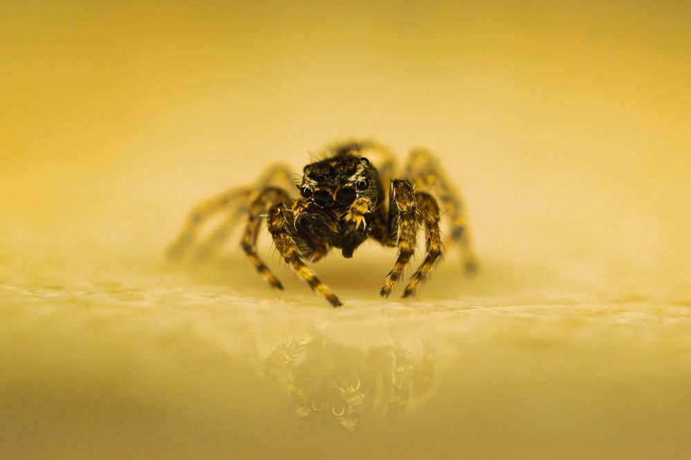 Photograph by Susie Castellano