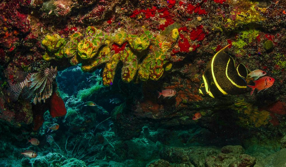 Aquarela Jamaicana