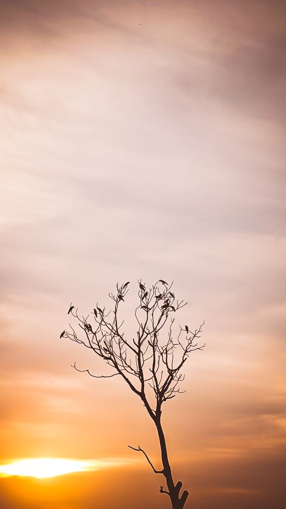 Indeterminate leaves