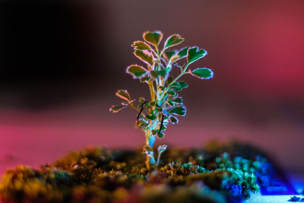 Photograph by Sineth Chanthula Weerasingha