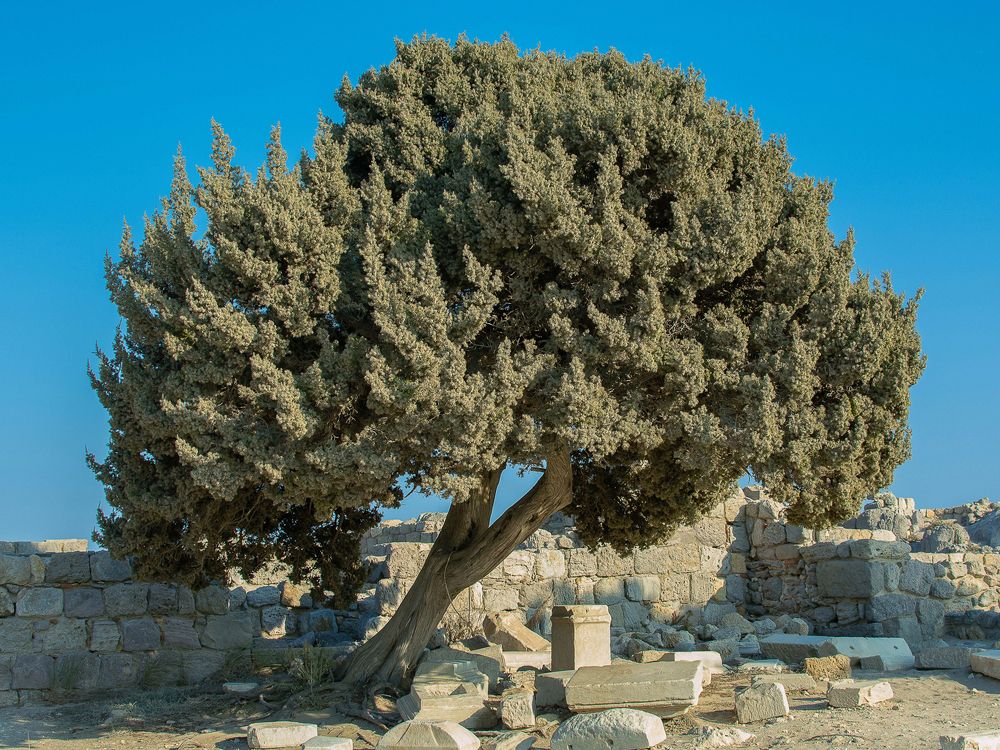 Photograph by Malcolm Hough