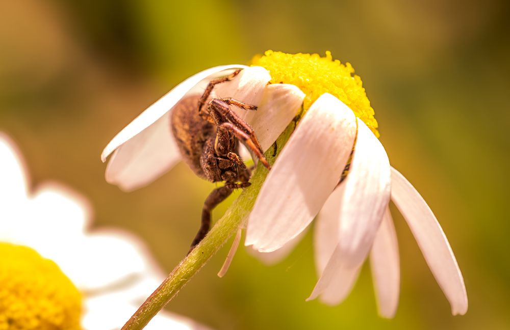 Photograph by Sıtkı Aksoy