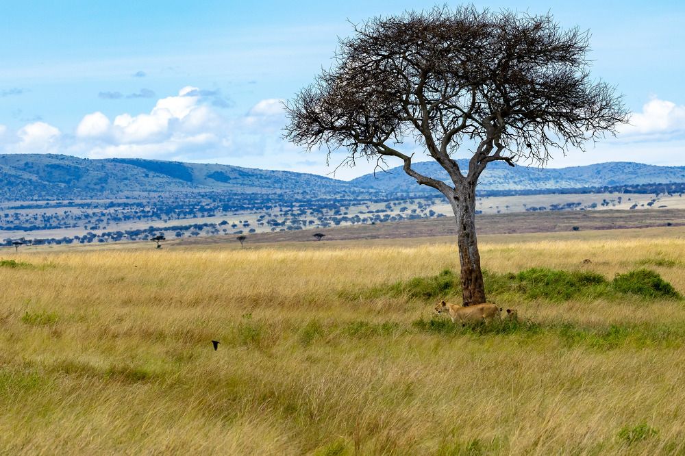 Photograph by Somdev Sen