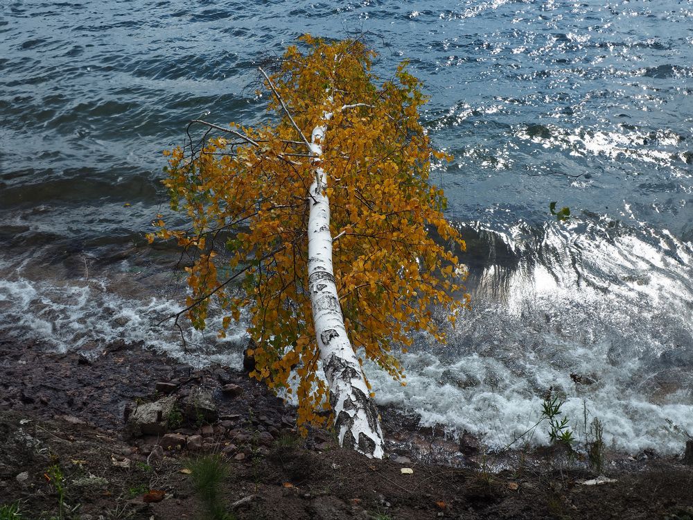 Photograph by Елена Шишкина