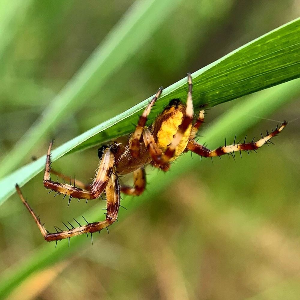 Паук-акробат