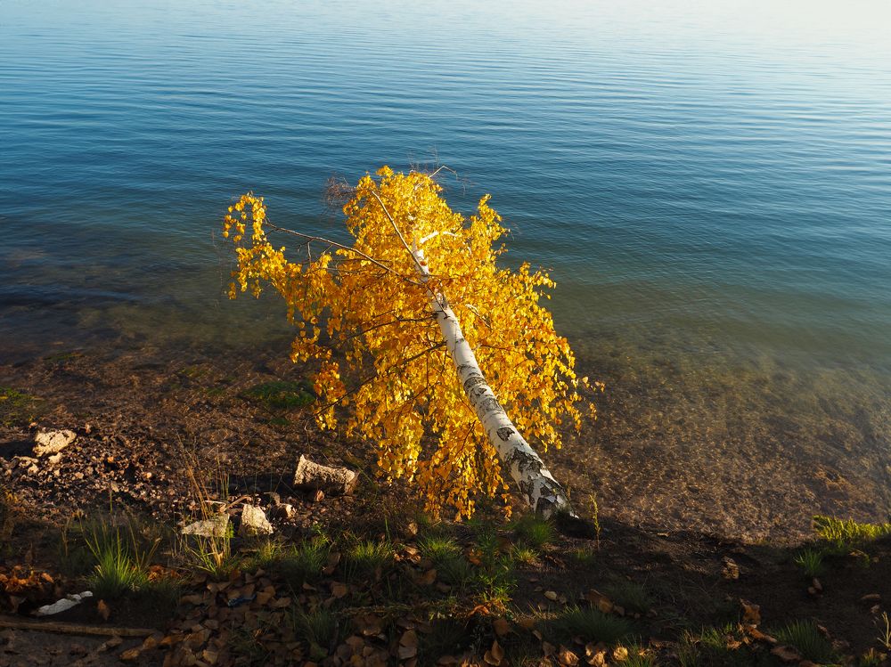 Photograph by Елена Шишкина