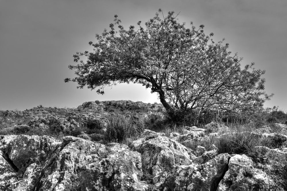 Фотография автора David Solodar