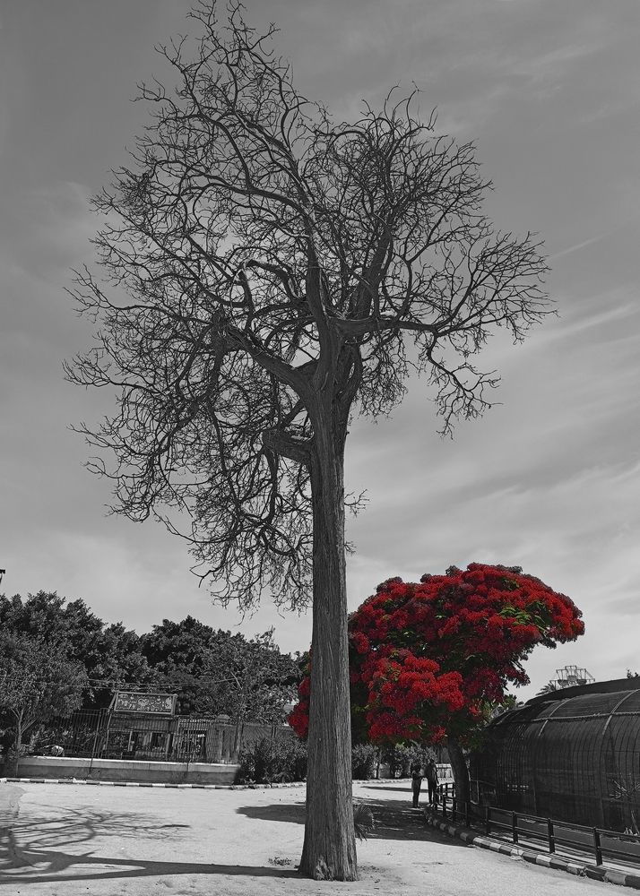 Photograph by Mohamed Ziada