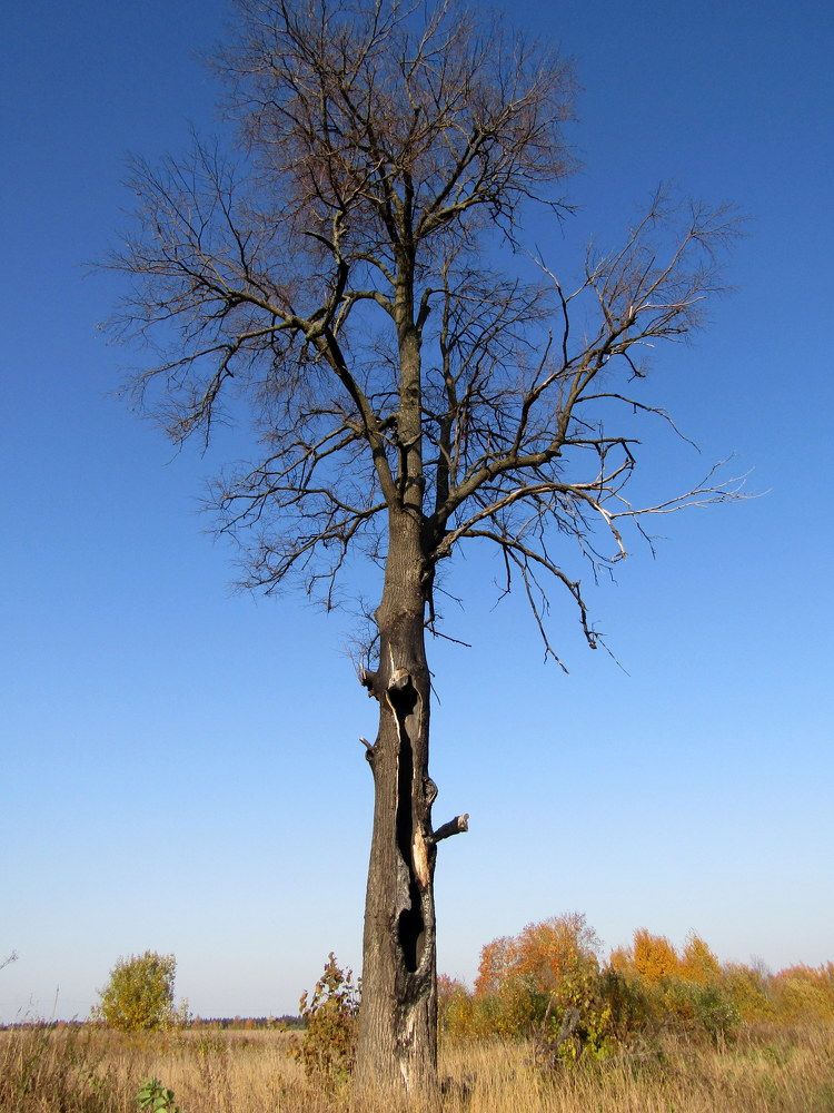 Photograph by Татьяна Смирнова