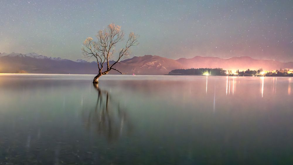 Wanaka tree
