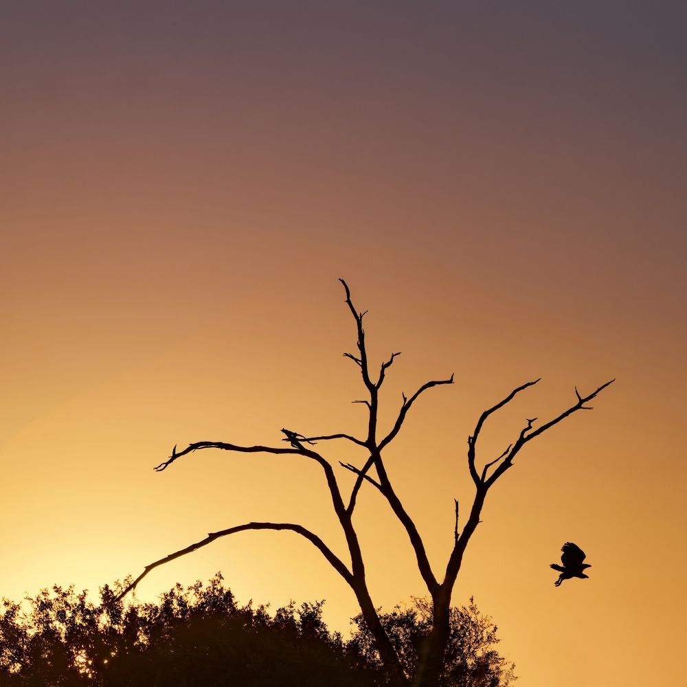 envol d'un rapace au lever du jour