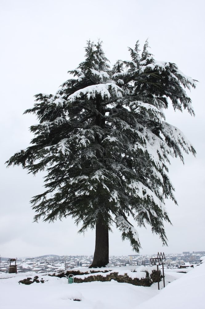 Photograph by Малхази Ахвледиани