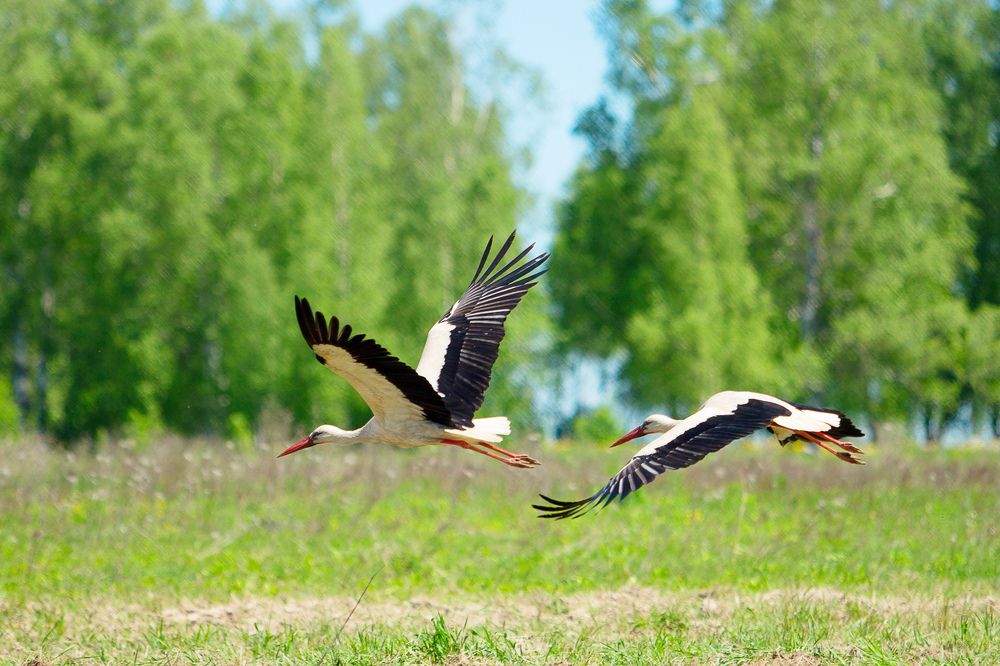 Photograph by Татьяна Семенова