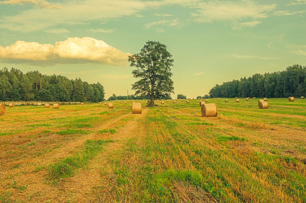 Photograph by БОРИС БЕЛКАНИЯ