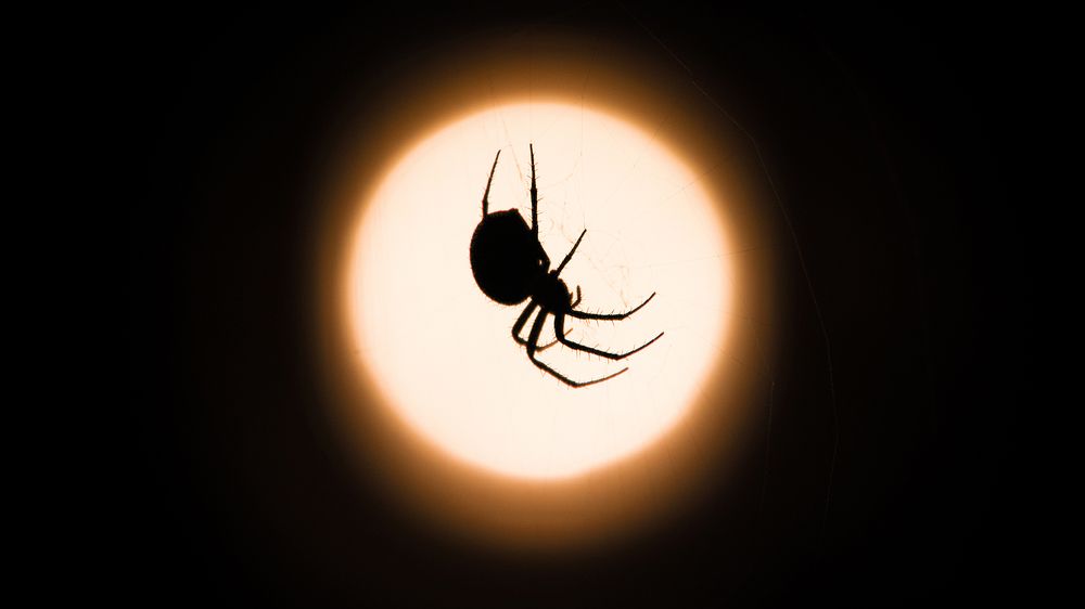 Photograph by Михаил Шпирко