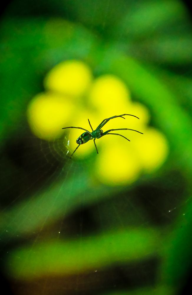 This is my flower world