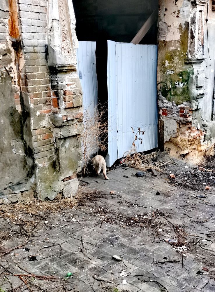 Заброшка и её обитатели