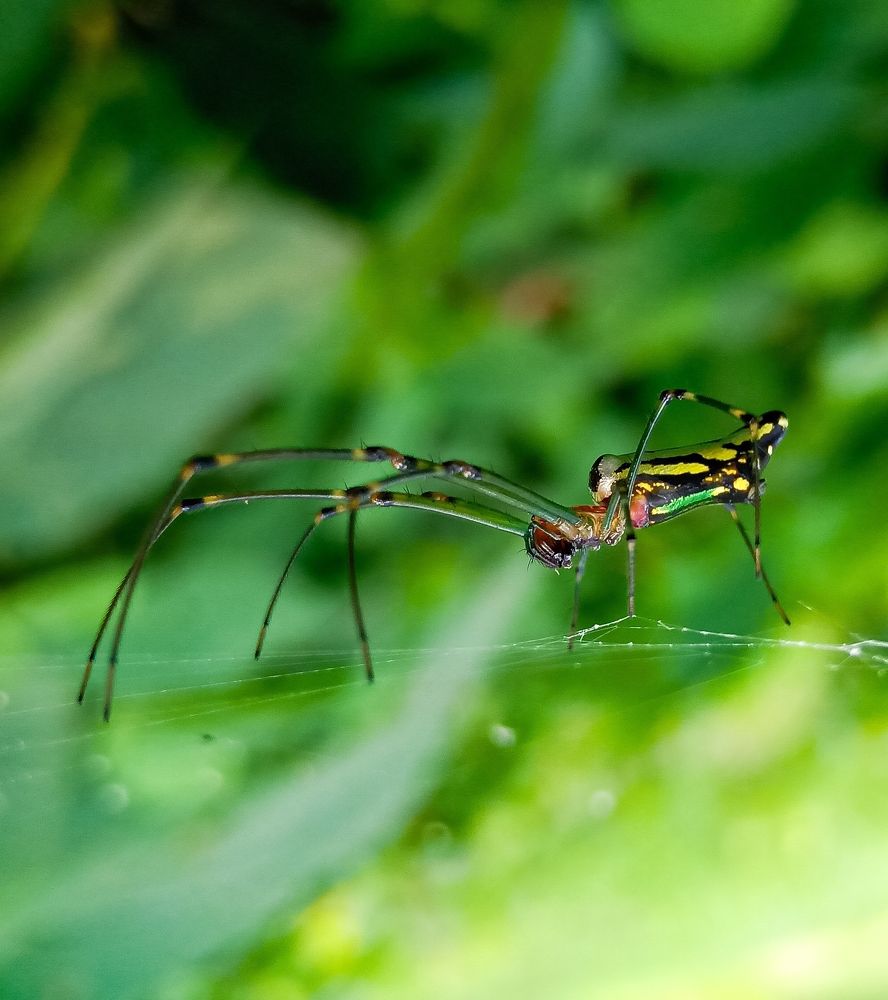 Photograph by Souvik Bhattacharyya