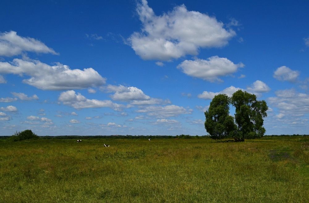 Летний мотив