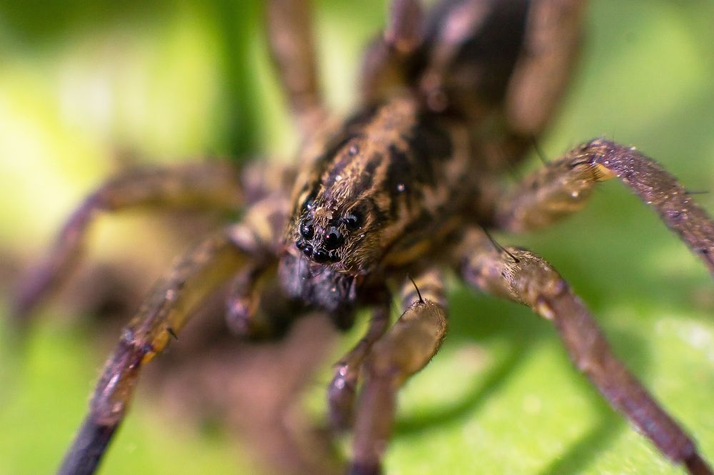 Photograph by Rasita Li