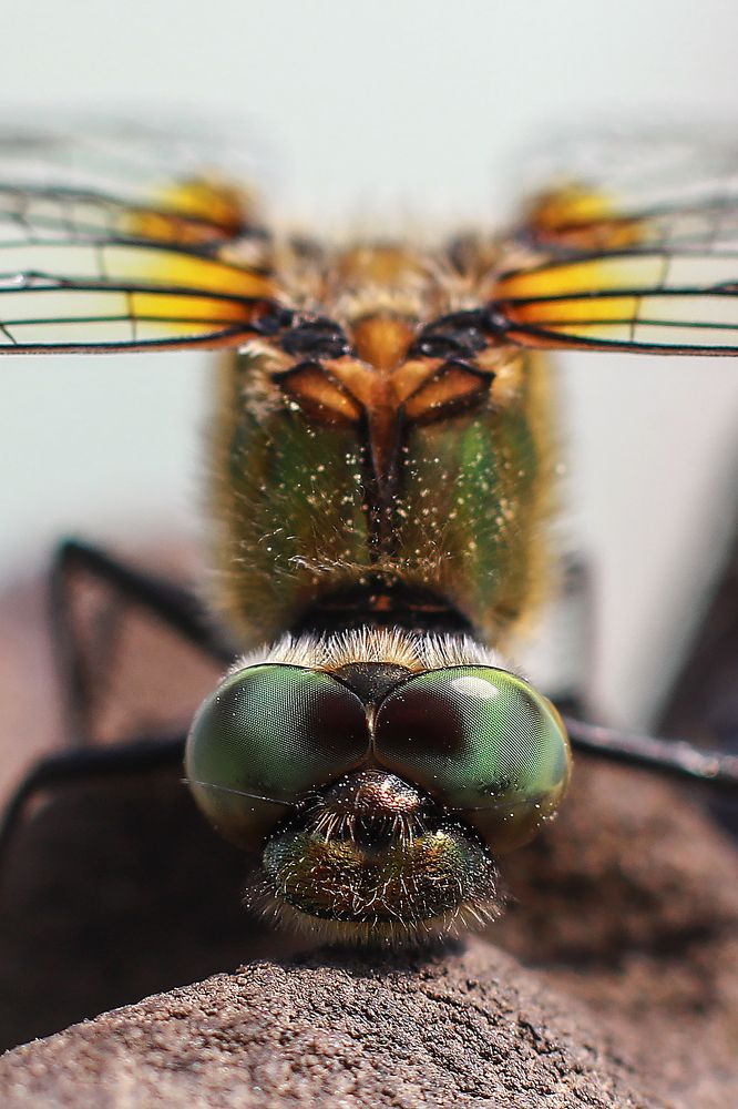 Photograph by Rasita Li