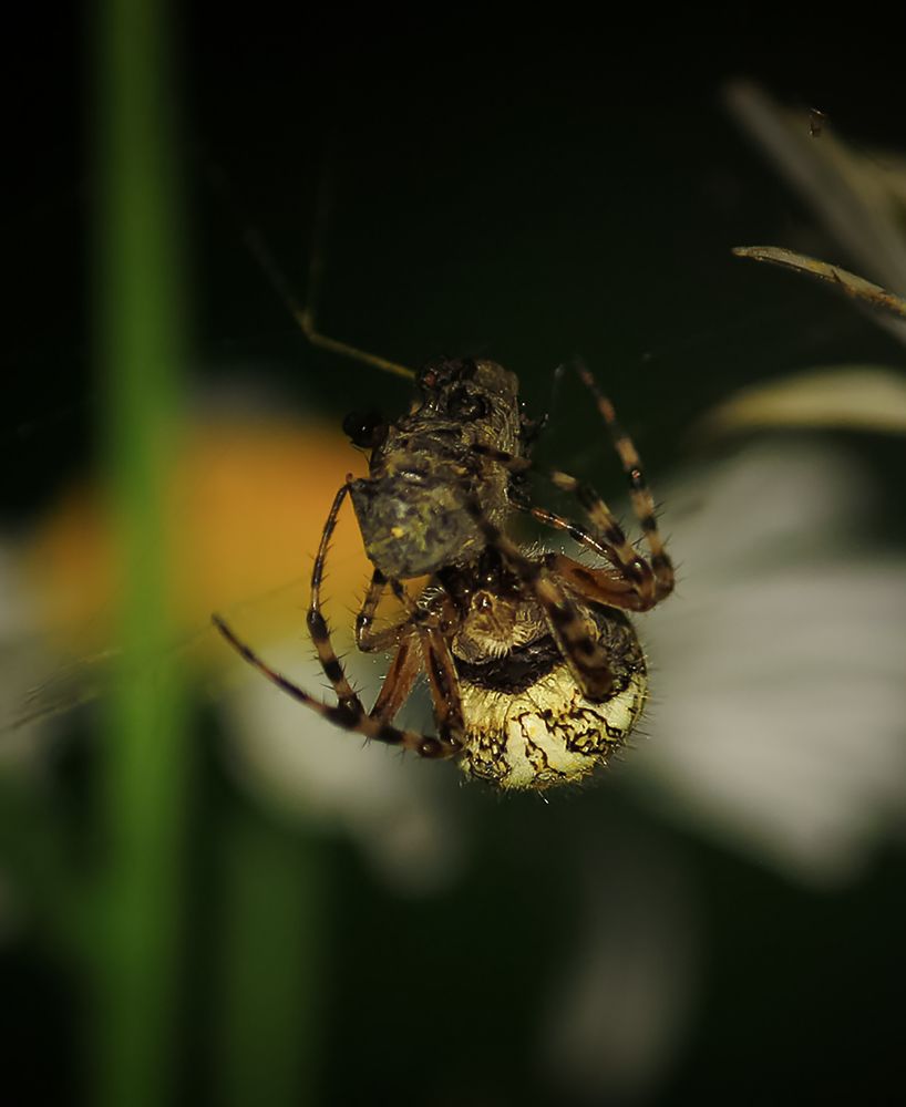 Photograph by Евгений Гонтов