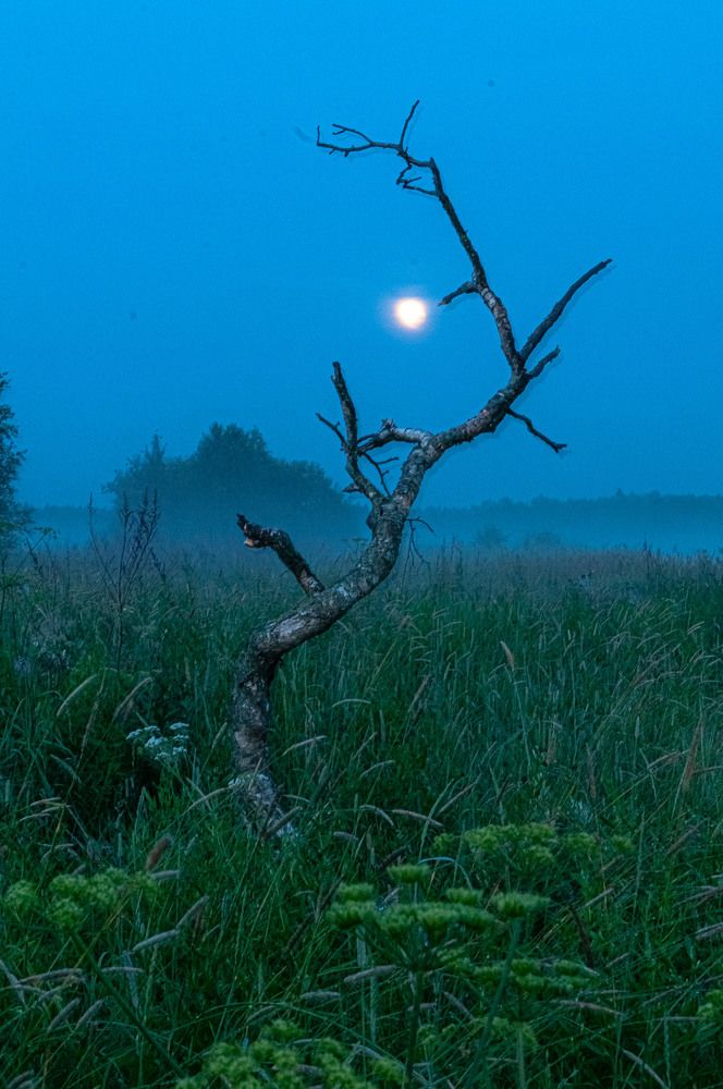 Photograph by Vladimir  Komarov