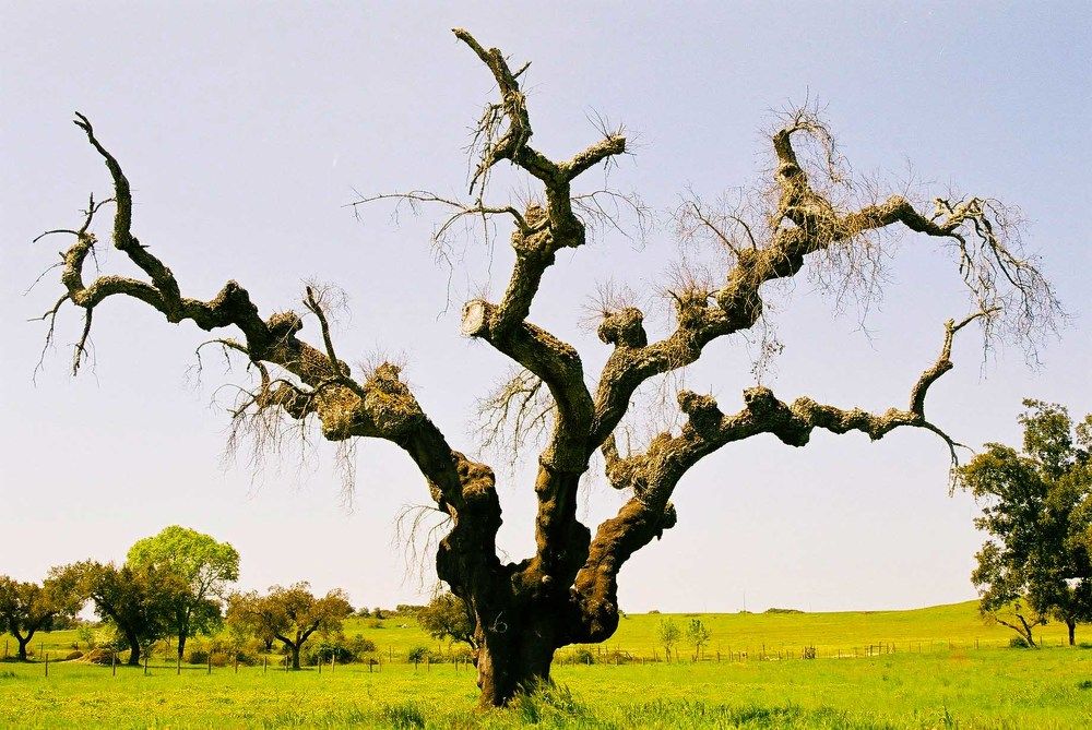 Photograph by JOSE LIMA RODRIGUES