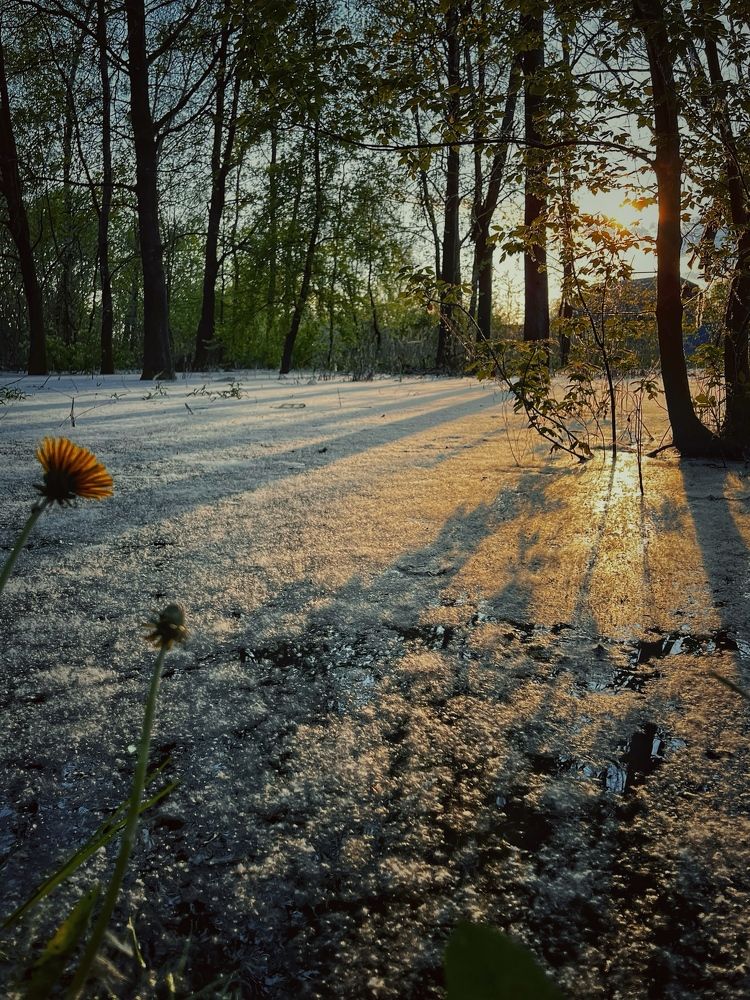 Тополиный пух…жара…июнь)