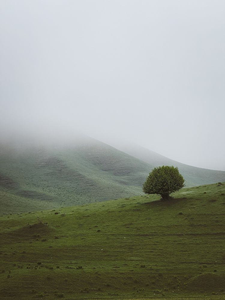 Утренний туман