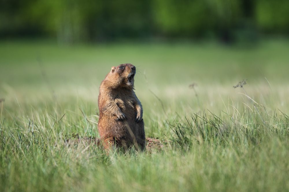 Сурок на посту